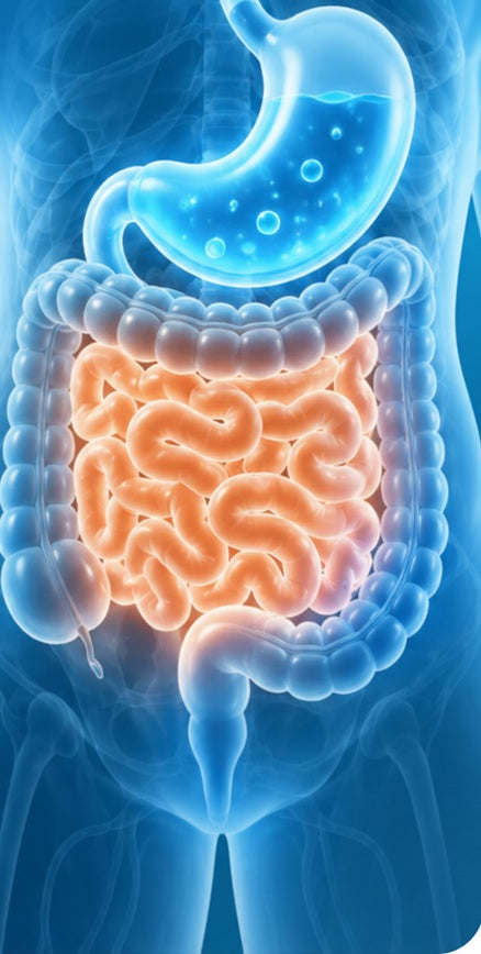 Illustration of the stomach and intestines